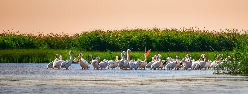Пелікани недалеко від «нульового» кілометра річки Дунай, район Вилкове, Одеська область © Q-lieb-in, CC-BY-SA 4.0