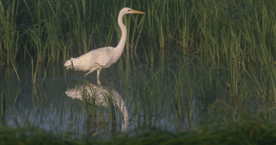 Найкращі фото пам’яток природи Чернігівської, Чернівецької, Черкаської, Хмельницької, Тернопільської та Дніпропетровської областей 2025