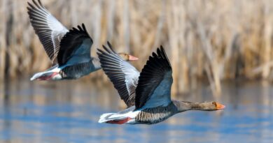 15 світлин до міжнародної частини «Вікі любить Землю» у 2025 році