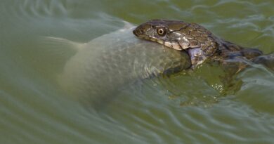 Найкращі фото Сумської, Одеської, Миколаївської, Львівської та Закарпатської області